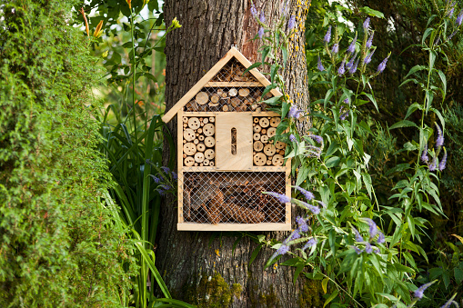 Foredrag om bier og insekter i haven